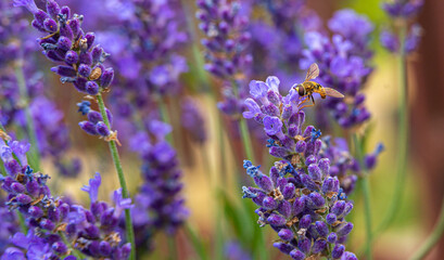 marmalade hoverfly collecting on lavender