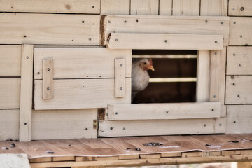 Wooden chicken house with doors