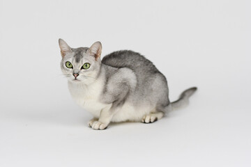 Silver burmilla cat