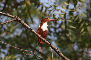 White throated kingfisher, Halcyon smyrnensis, Satara, Maharashtra, India