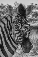 Fototapeta na wymiar Closeup on the beautiful zebra head, boteti river, botswana