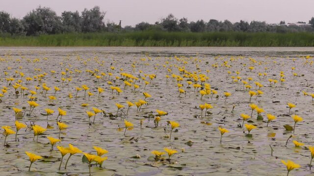 In the summer on wetlands the Nymphoides peltata blooms. Dniester delta (Ukraine).