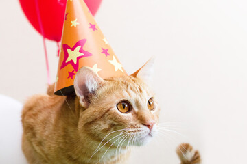 Close-up of a cute ginger cat in a festive cap and with red and white air balloons on a light background. Pet's birthday.