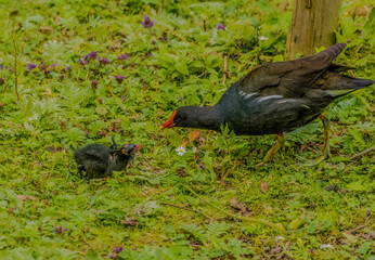 Moore Hen and Young