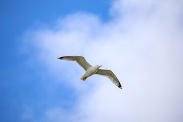 Möwe bei der Insel Sylt