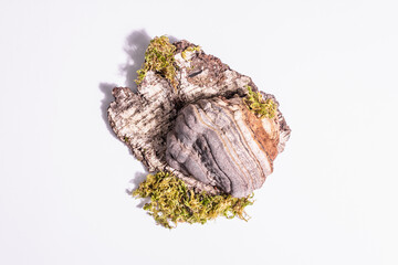 Mushroom tinder fungus or Fomes fomentarius