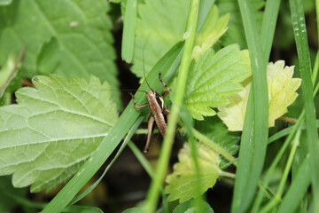dark bush cricket grasshopper insect macro photo