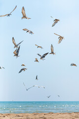 A flock of seagulls circling in the sky near the sea coast