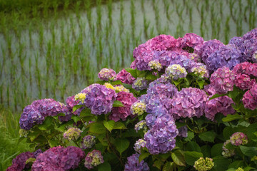 水田と紫色の紫陽花が咲く風景