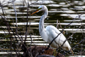 Great egret series #3