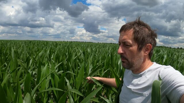 Farmer vlogging in corn field, user generated content