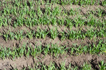 Green shoots of barley in the field