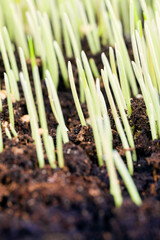 real organic green rye
