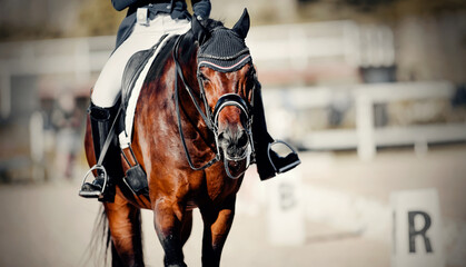 Obraz premium Equestrian sport. Dressage of horses in the arena.