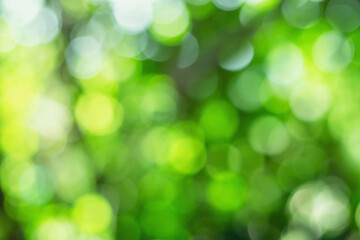 Fototapeta premium Green bokeh on a blurred background Natural green bokeh from leaves