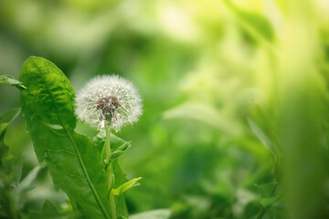 white fluffy dandelion on green grass background

