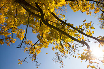 yellowed leaves of trees