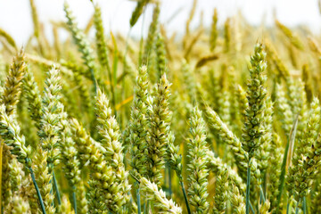 real organic green wheat