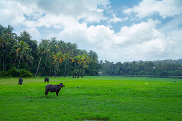 Buffalo standing in a paddy field under a cloudy blue sky Kerala India, Beautiful nature photography, Green grass field under blue sky and white clouds during daytime photo, Outdoor photography in Ke