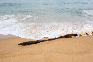 piece of driftwood by the ocean