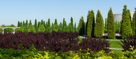 Trimmed Thuja plicata (Western red cedar) shaped in the form of cypress and Prunus cerasifera 'Nigra' (Black Cherry Plum or prunus 'Pissardii Nigra') in city park Krasnodar or landscaped Galitsky park