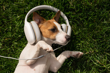 Dog jack russell terrier lies on a green lawn and listens to music on headphones.