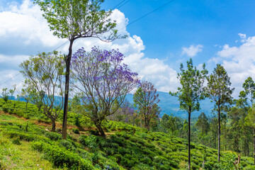 Fototapeta premium Wonderful natural landscape. Green hilly valley a