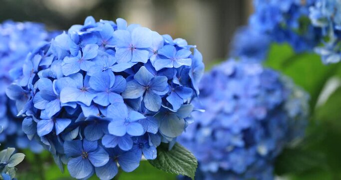 Hydrangea flower at the garden in Japan rainy day closeup