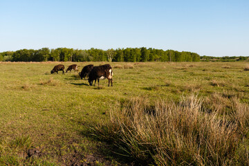 Grazende schapen, Grazing sheep