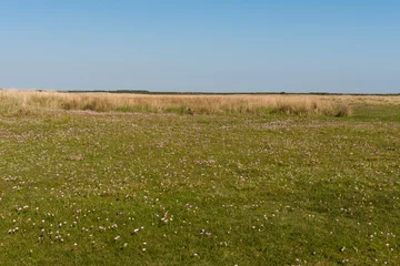 Rolgordijnen Engels gras, Thrift, Armeria maritima © AGAMI