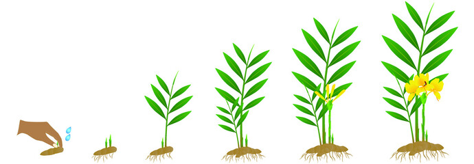 Cycle growth of zingiber officinale ginger plant from the rhizome on a white background.