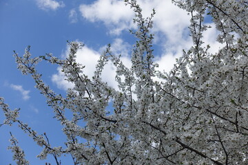 Hundreds of white flowers on branches of plum tree ahainst blue sky