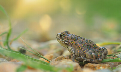 one young green macro photography toad