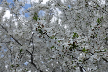 Myrobalan plum tree in full bloom in April