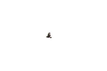 Bussard