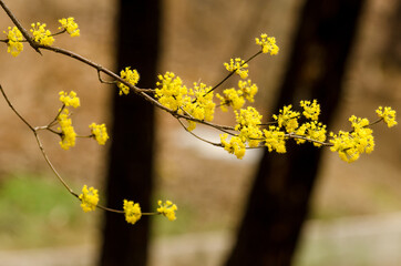Cherry blossoms in a garden at Seoul, South Korea.