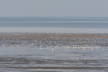 Vogels op Waddenzee, Birds at Wadden Sea