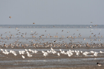 Vogels op Waddenzee, Birds at Wadden Sea
