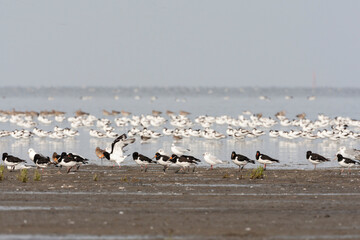 Vogels op Waddenzee, Birds at Wadden Sea