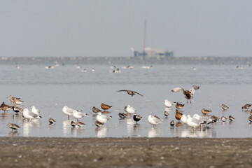 Vogels op Waddenzee, Birds at Wadden Sea