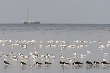 Fotobehang Vogels op Waddenzee, Birds at Wadden Sea © AGAMI