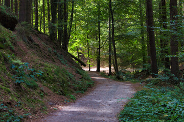 Wandern, Wanderweg, Weg in der Sächsischen Schweiz, Sachsen, Deutschland	