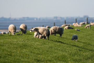 Obraz premium Schaap met lam, Sheep with lamb