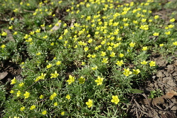 Multiple yellow flowers of ceratocephala testiculata in mid March