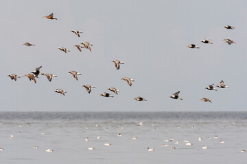 Vogels op Waddenzee, Birds at Wadden Sea