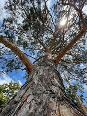 Naklejka premium tree in the forest