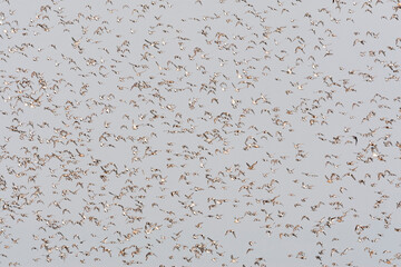 Groep vogels; Bird flock