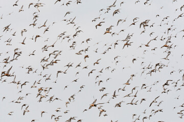 Groep vogels; Bird flock