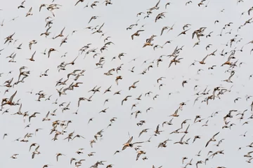 Fotobehang Groep vogels  Bird flock © AGAMI