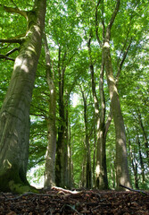 Fototapeta premium Beuk, Springendal, Twente; European Beech, Springendal, Twente, Netherlands